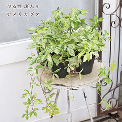 草花苗 ダイコンドラ(ディコンドラ) シルバーフォール 2.5号ポット