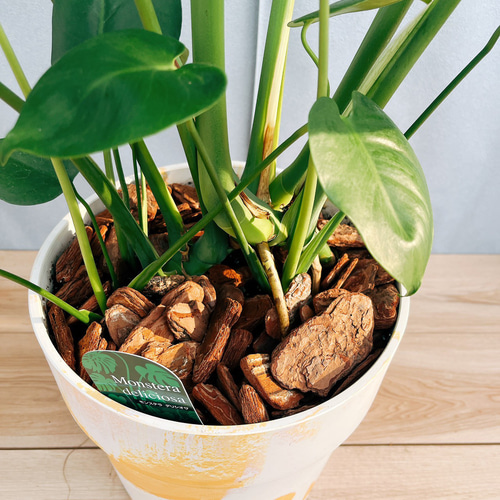 ［現品］90番　モンステラ　デリシオーサ　8号　観葉植物　室内　大型　おしゃれ 現品］90番 モンステラ デリシオーサ 8号 観葉植物 室内 大型
