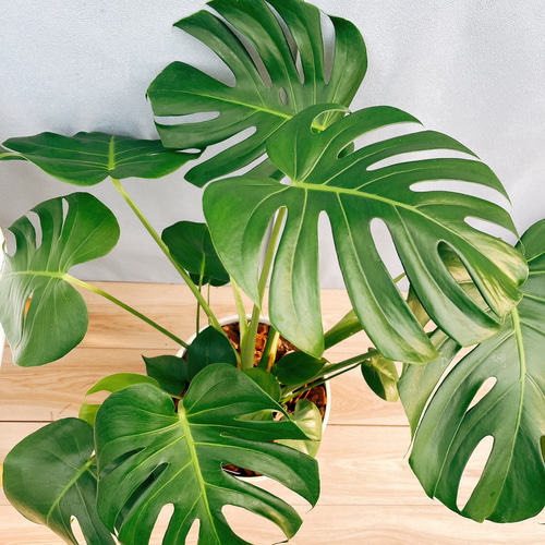 ［現品］90番　モンステラ　デリシオーサ　8号　観葉植物　室内　大型　おしゃれ 現品］90番 モンステラ デリシオーサ 8号 観葉植物 室内 大型