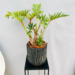 ［現品］90番　エスキナンサス　マルモラタス　5号　観葉植物　室内　吊り下げ ae83638e42642e236ef3269b849b8a
