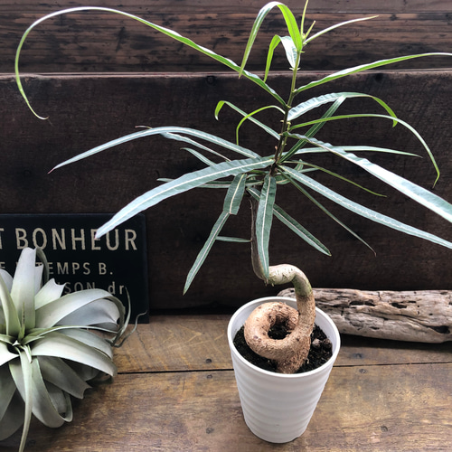 ボトルツリー♡おしゃれな観葉植物♡ブラキキトン♡インテリア アート