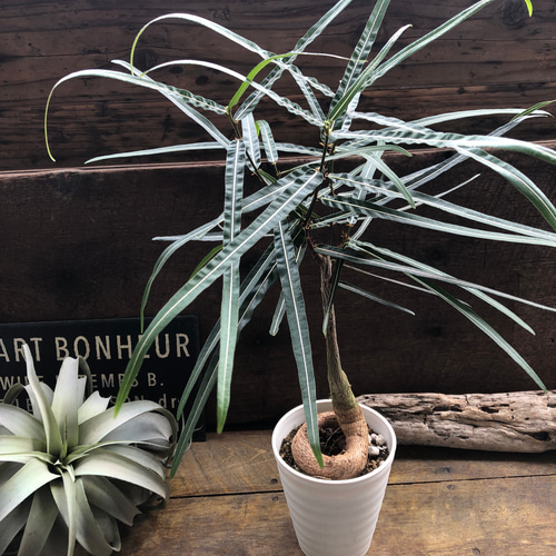 観葉植物 ブラキキトン ボトルツリー ボトルツリー♡おしゃれな観葉植物♡ブラキキトン♡インテリア アート
