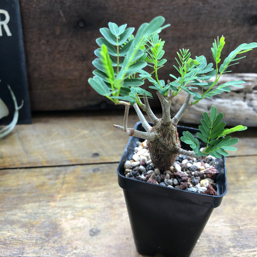 センナ メリディオナリス♡Senna meridionalis ♡コーデックス♡塊根