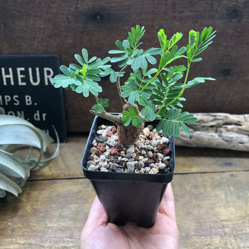 センナ メリディオナリス♡Senna meridionalis ♡コーデックス♡塊根