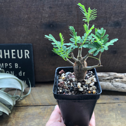 センナ メリディオナリス♡Senna meridionalis ♡コーデックス♡塊根