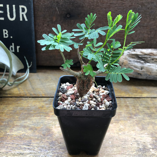 センナ・メリディオナリス　美樹形　伝市鉢付き　塊根／コーデックス センナ メリディオナリス♡Senna meridionalis ♡コーデックス♡塊根