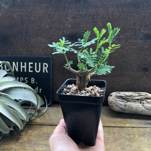 センナ メリディオナリス♡Senna meridionalis ♡コーデックス♡塊根