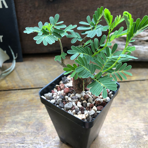 センナ メリディオナリス♡Senna meridionalis ♡コーデックス♡塊根