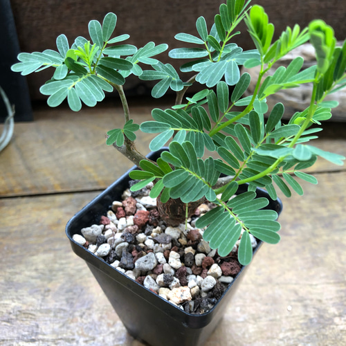 センナ メリディオナリス♡Senna meridionalis ♡コーデックス♡塊根