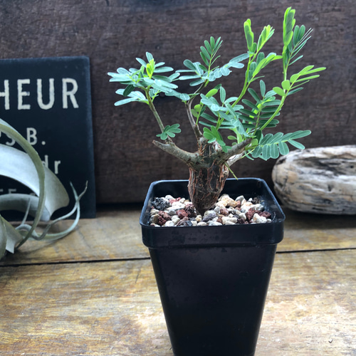 センナ メリディオナリス〈現品限り〉【塊根・コーデックス・インテリアグリーン 】 センナ メリディオナリス♡Senna meridionalis ♡コーデックス♡塊根