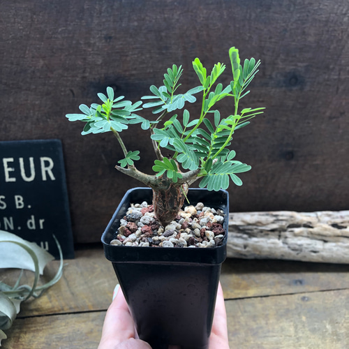 センナ メリディオナリス♡Senna meridionalis ♡コーデックス♡塊根