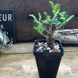 センナ メリディオナリス♡Senna meridionalis ♡コーデックス♡塊根