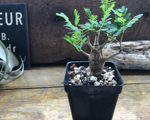 センナ メリディオナリス〈人気・大株・現品限り〉【塊根植物・コーデックス 】 e60d228d06781b417a04d6d7939df0