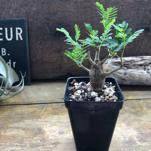 センナ メリディオナリス♡Senna meridionalis ♡コーデックス