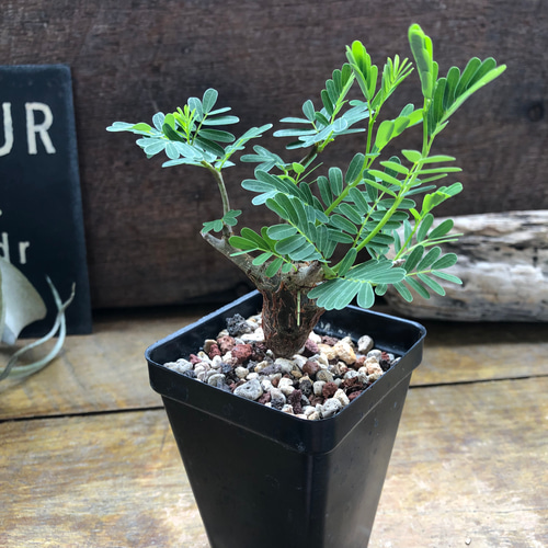センナ メリディオナリス♡Senna meridionalis ♡コーデックス♡塊根
