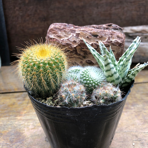 サボテンの寄せ植え♡観葉植物♡インテリア♡可愛いお得なセット 