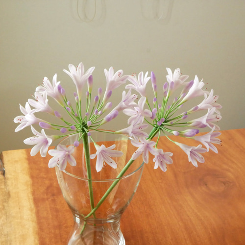 アガパンサス クレイフラワー 長い ピンクラベンダー 1本 Géant