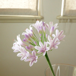 クレイフラワー 紫陽花(ピンク) little.t様♡専用 ピンクと白が美しい がく紫陽花 S クレイフラワー NO.A1-GPS