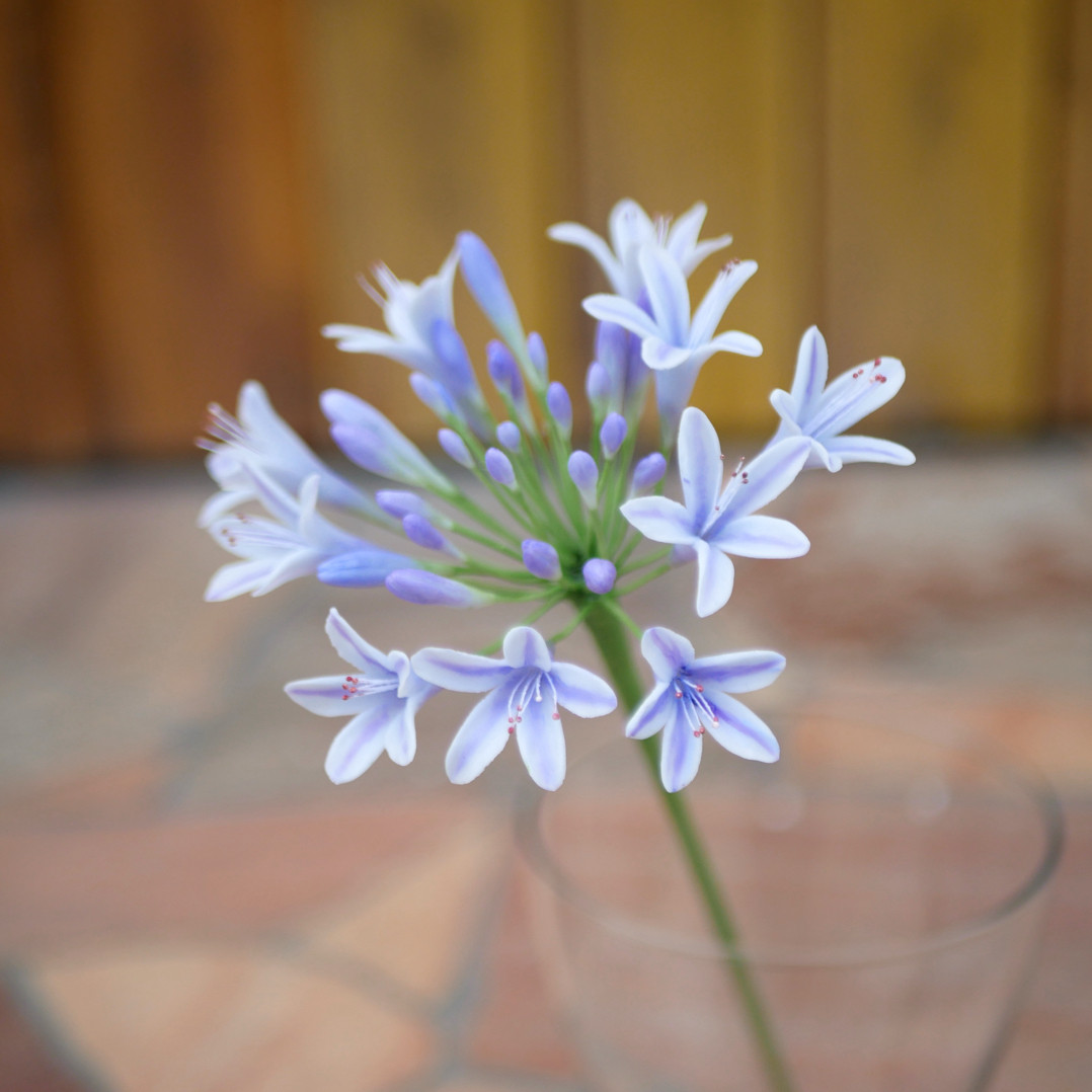 アガパンサス クレイフラワー 長い アイスラベンダー　Géant（ジェアン）１本 ✿ NO.M3-VG