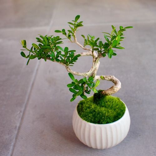 盆栽 台湾ツゲ 台湾ツゲ 盆栽