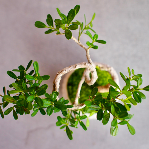 台湾ツゲ｜個性的な樹形｜常緑樹｜盆栽｜bonsai 盆栽 bonsaikiki 通販