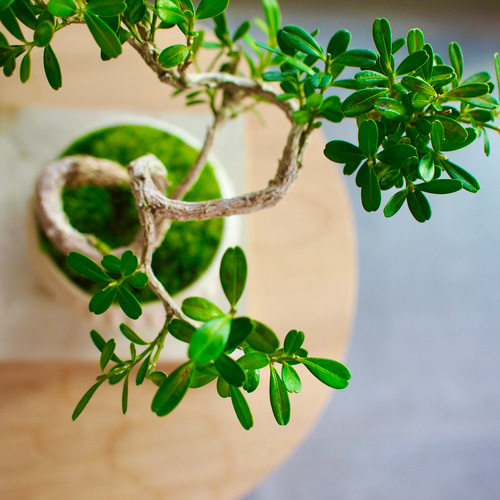 台湾ツゲ｜個性的な樹形｜常緑樹｜盆栽｜bonsai 盆栽 bonsaikiki 通販