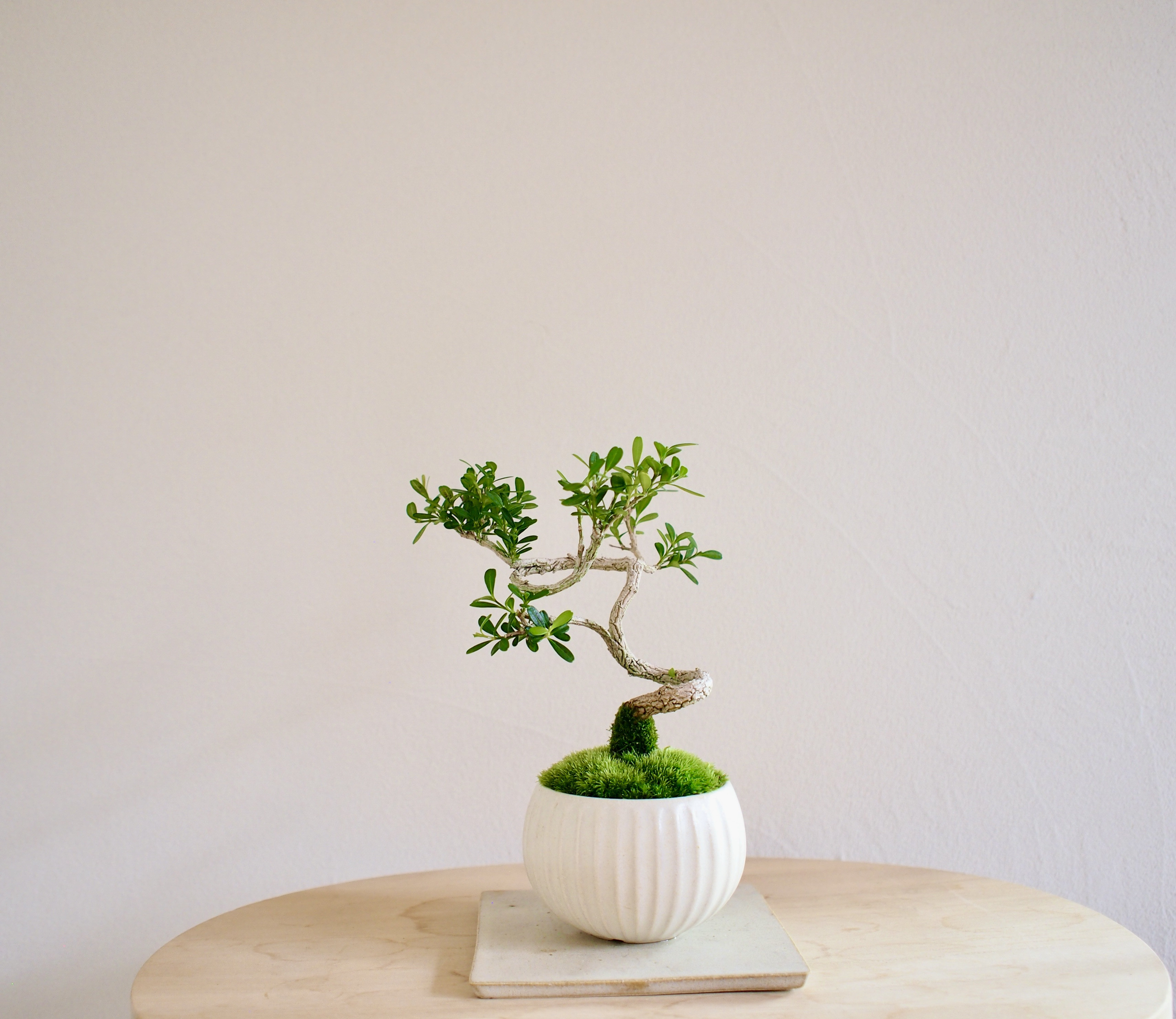 盆栽 台湾ツゲ 台湾ツゲの盆栽を販売｜盆栽妙 – 盆栽妙 本店