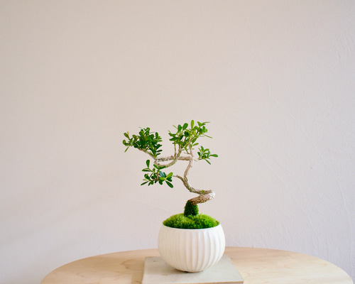 台湾ツゲ｜個性的な樹形｜常緑樹｜盆栽｜bonsai 盆栽 bonsaikiki 通販