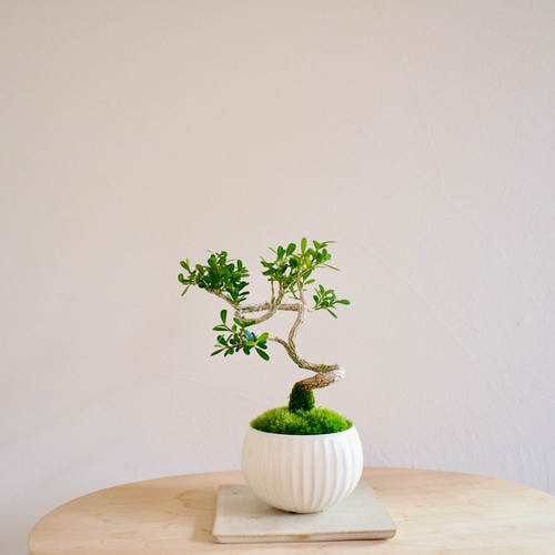 台湾ツゲ｜個性的な樹形｜常緑樹｜盆栽｜bonsai 盆栽 bonsaikiki 通販