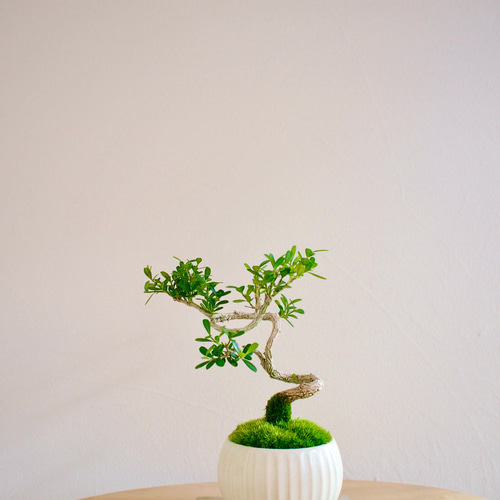 楽しい沖縄の盆栽づくり : 今日から始める 今日から始める 楽しい 沖縄