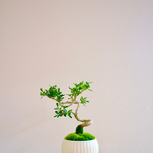 台湾ツゲ｜個性的な樹形｜常緑樹｜盆栽｜bonsai 盆栽 bonsaikiki 通販