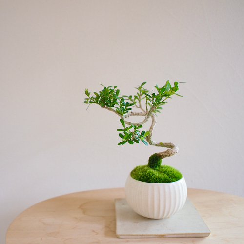 台湾ツゲ｜個性的な樹形｜常緑樹｜盆栽｜bonsai 盆栽 bonsaikiki 通販