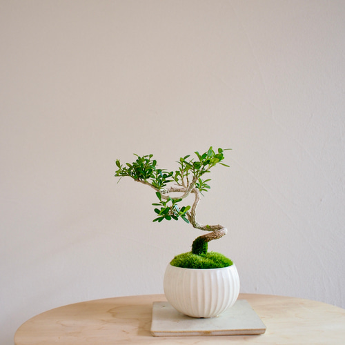 盆栽 台湾ツゲ 楽天市場】盆栽 台湾黄楊 樹高 約16cm たいわんつげ