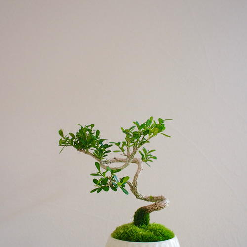 台湾ツゲ｜個性的な樹形｜常緑樹｜盆栽｜bonsai 盆栽 bonsaikiki