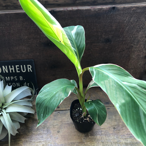 ムサ·ノノピンクバナナ③ 選択可能】ムサ 'ノノ ピンク斑入り'（バナナ） – RARE PLANTS