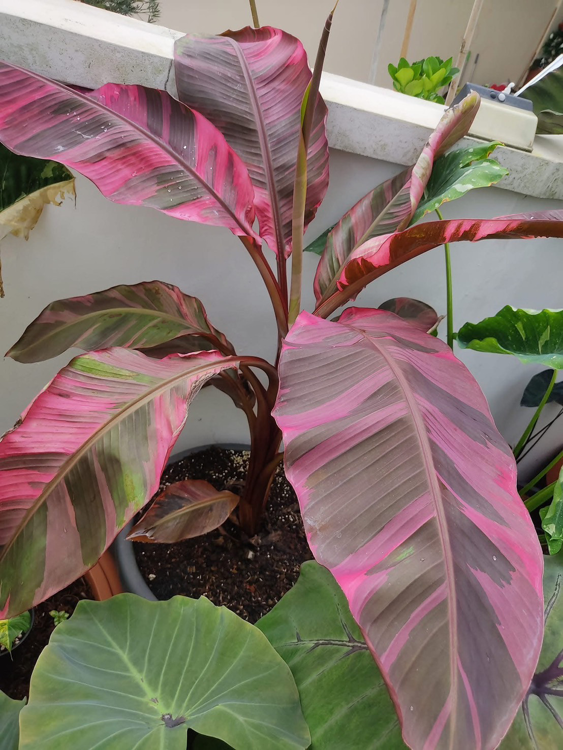 ピンクバナナ　バリエガータ♡ムサノノピンクバリエガータバナナ♡musa nono pink var