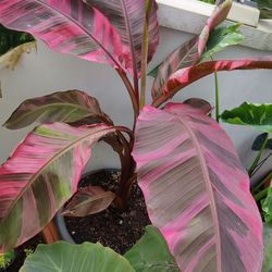 bffa17134550e8fe6c19394bcbca18