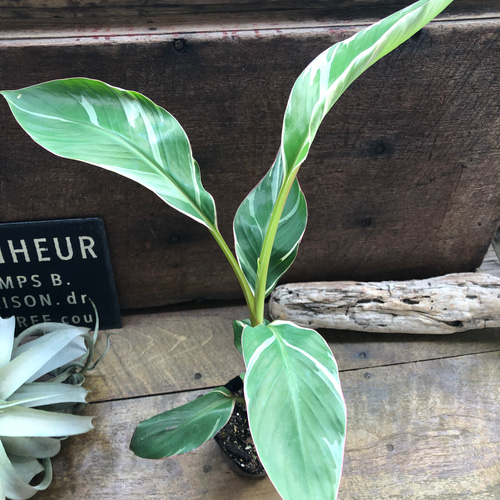 ムサ·ノノピンクバナナ② 選択可能】ムサ 'ノノ ピンク斑入り'（バナナ） – RARE PLANTS