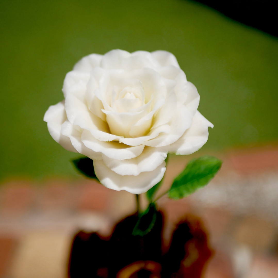 暮らしを彩る一輪 長い バラ　白　✿ NO.H1-WL