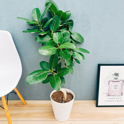 現品］99番 創樹 オリーブ ルッカ 7号 観葉植物 大型 屋外