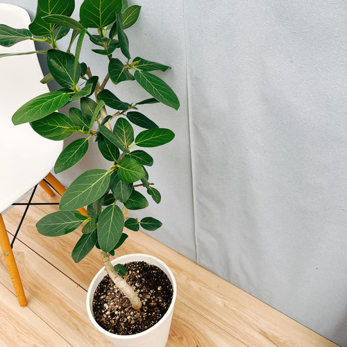［現品］☆人気☆ K フィカス　ベンガレンシス　曲がり　8号　観葉植物　室内 現品］☆人気☆ 8番 フィカス ベンガレンシス 曲がり 8号 観葉