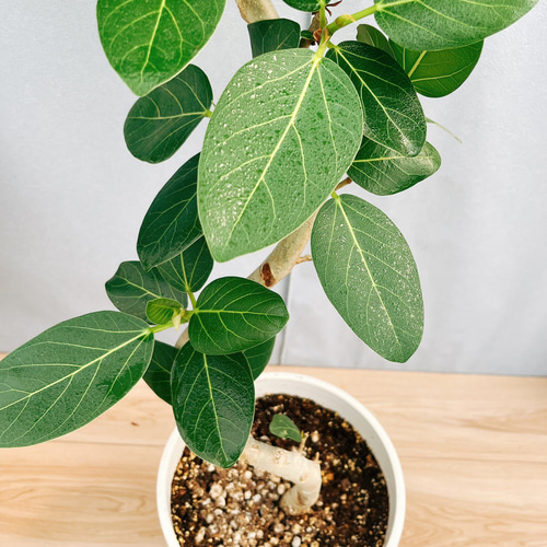 ［現品］☆人気☆ K フィカス　ベンガレンシス　曲がり　8号　観葉植物　室内 現品］☆人気☆ 8番 フィカス ベンガレンシス 曲がり 8号 観葉