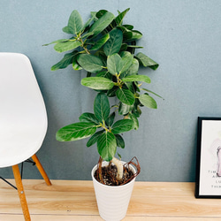 現品］9番 アガベ アテナータ 8号 観葉植物 大型 綺麗 屋外 多肉植物