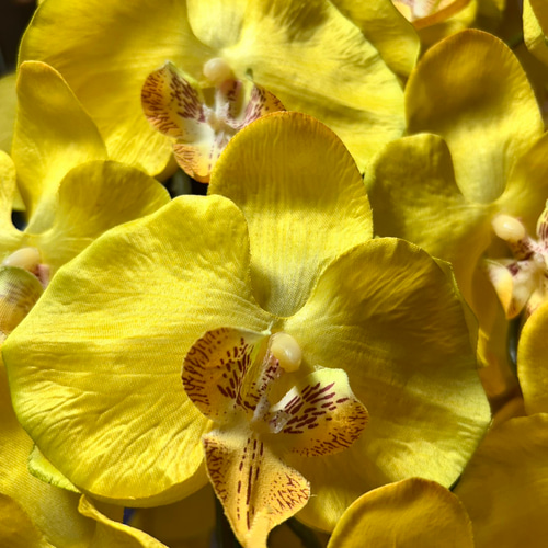 光触媒　人工観葉植物　ウォールグリーン　フェイクグリーン　胡蝶蘭黄色112 光触媒 人工観葉植物 ウォールグリーン フェイクグリーン 胡蝶蘭