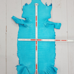 ワニ革 クロコ 半艶マット  セルリアンブルー　No.C008555 6枚目の画像