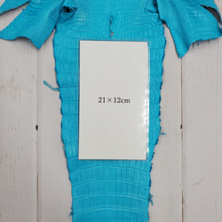 ワニ革 クロコ 半艶マット  セルリアンブルー　No.C008557 9枚目の画像