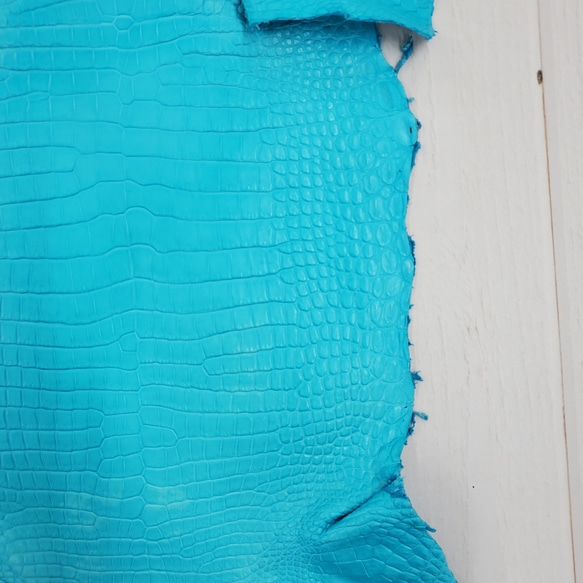 ワニ革 クロコ 半艶マット  セルリアンブルー　No.C008557 18枚目の画像