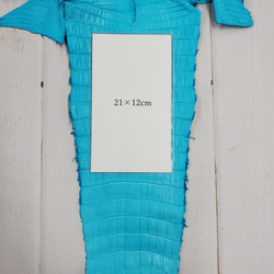 ワニ革 クロコ 半艶マット  セルリアンブルー　No.C008558 9枚目の画像