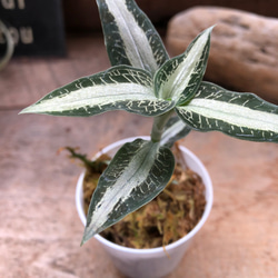 シルバーキング♡超希少♡サンスベリア♡観葉植物 アートフラワー パリ