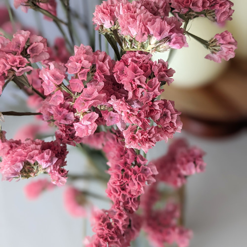 スターチス 赤系 ドライフラワー ドライフラワー mamemona 通販